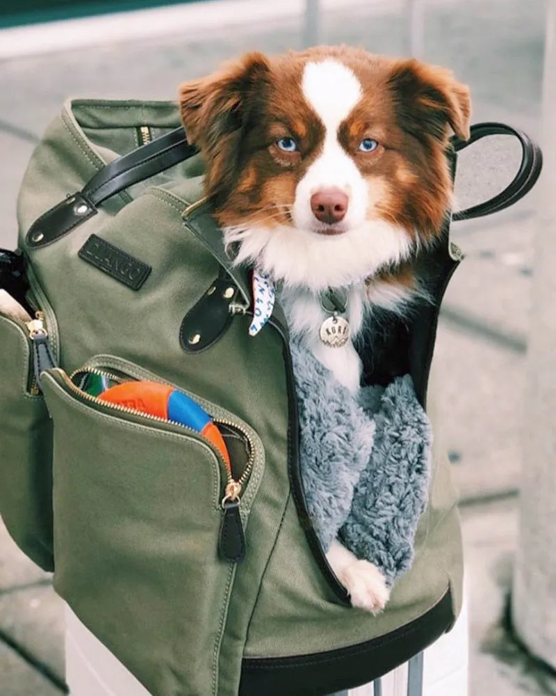 Dog Carrier Bag - Waxed Canvas & Leather Pet Travel Tote - Olive Green